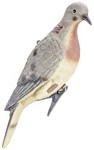 Decoy Dove Soft 4 Pack