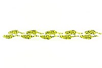 Decal Blade Bait Yellow Tiger
