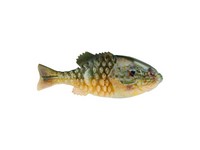 Berkley PowerBait Gilly - 130mm - Pumpkinseed