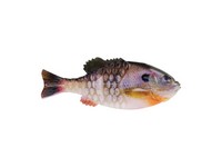 Berkley PBGL90-HDBLG PowerBait Gilly, Designed by Mike Iaconelli, Rig