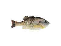 Berkley PBGL90-HDSUN PowerBait Gilly, Designed by Mike Iaconelli, Rig