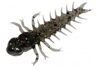 Mister Twister Twister Mite Goby