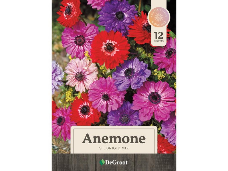 DeGroot Anemone St Brigit Mix Bulb 12 pk