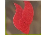 Tri City Tackle Vortex Blade size 1.5 Neon Pink