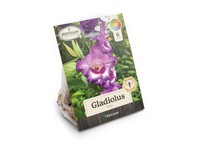 DeGroot Platinum Performers Mixed Gladiolus Plant 6 pk