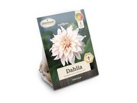 DeGroot Platinum Performers Dahlia Dinnerplate Cafe Au Lait Plant 1 pk