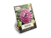 DeGroot Platinum Performers Dahlia Dinnerplate Vancouver Plant 1 pk
