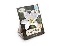 DeGroot Platinum Performers Asiatic Mixed Lily Bulb 1 pk