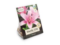 DeGroot Platinum Performers Hardy Lily Asiatic Vivaldi Plant 1 pk