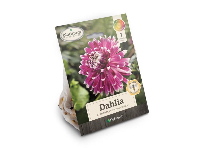DeGroot Platinum Performers Dahlia Dinnerplate Vancouver Plant 1 pk