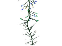 Celebrations LED Big Seed Cluster Multicolored/Warm White 250 ct Christmas