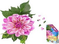 PUZZLE 350pc I AM DAHLIA