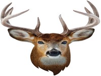 PUZZLE 300pc I AM BUCK