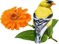 PUZZLE 300pc I AM GOLDFINCH